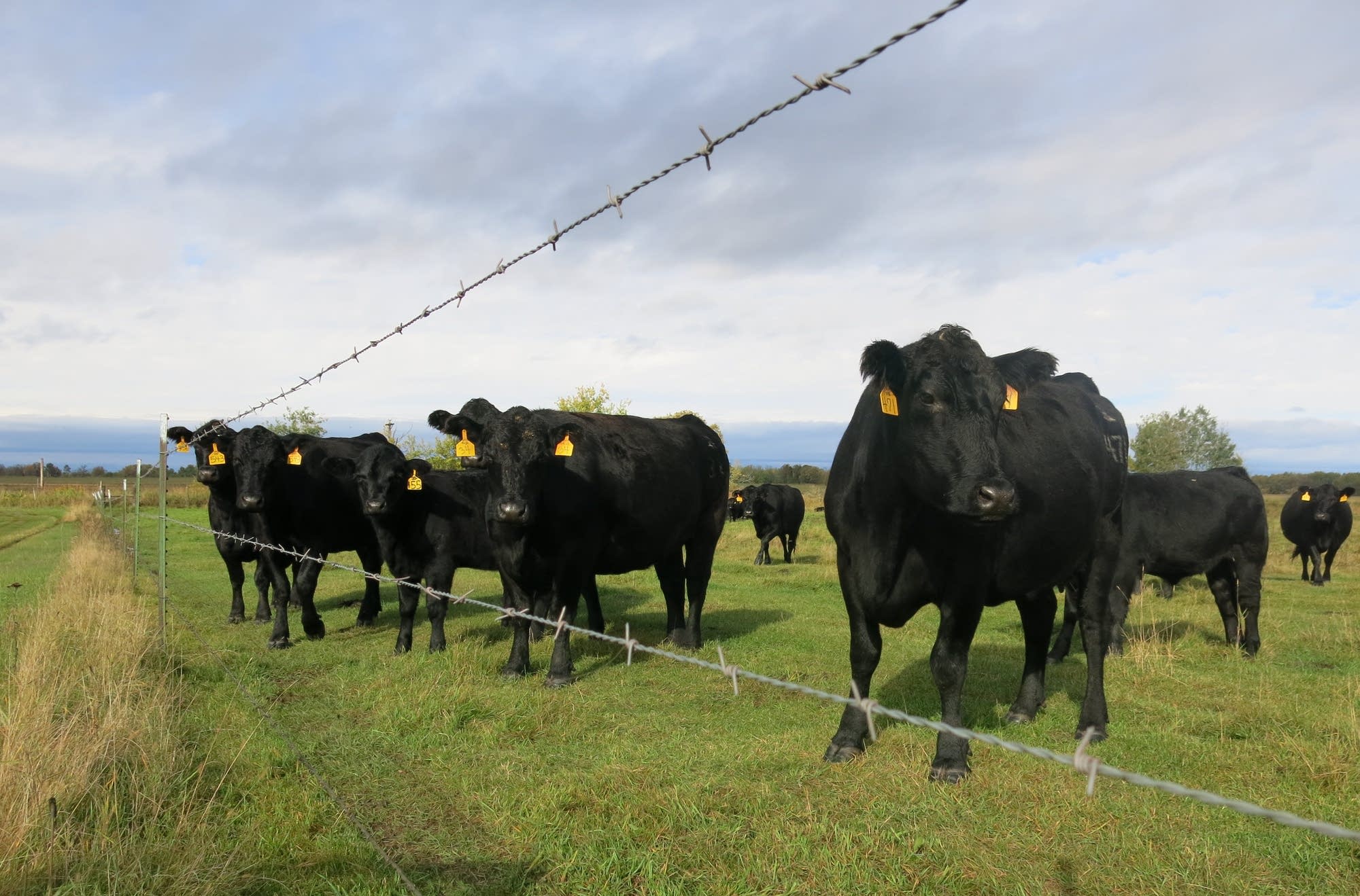 Chuck Becker's beef cows graze a pasture east of Nimrod.