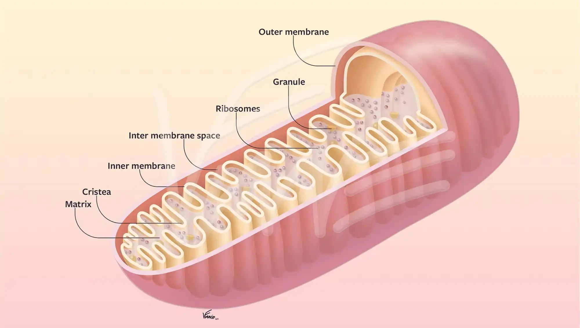 アート・デザイン・音楽 Masterpieces of Medical Photography アート