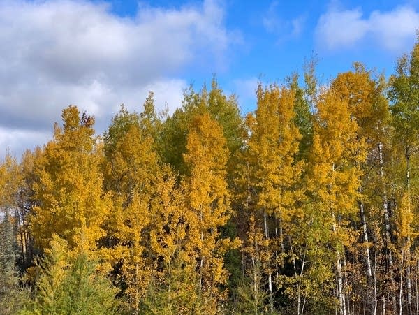 Trees show their fall colors