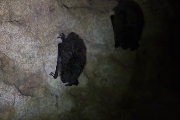 Halloween activity: Build a bat house