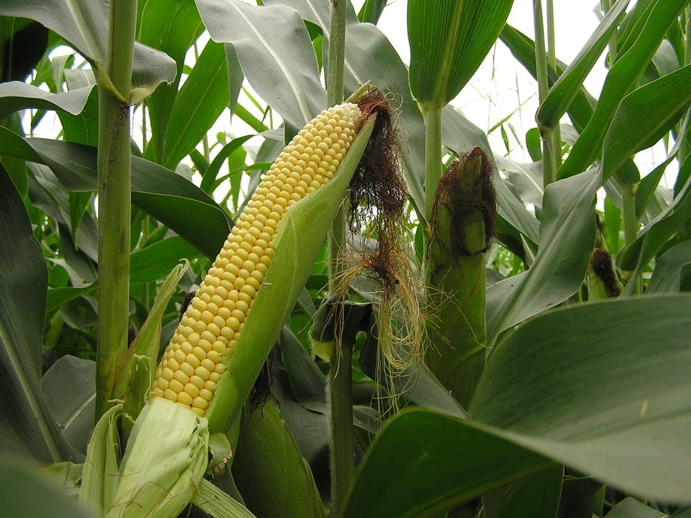 Maize Plant Picture