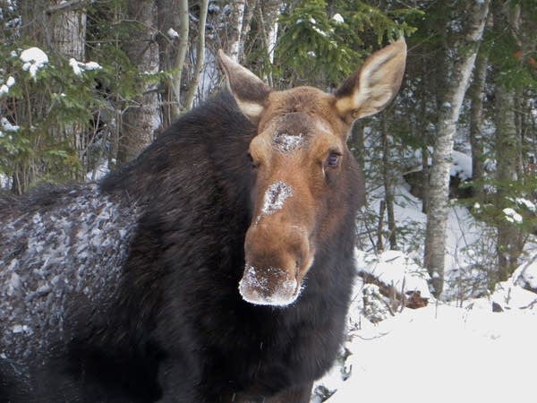 Thanks to parasites, moose are looking more like ghosts