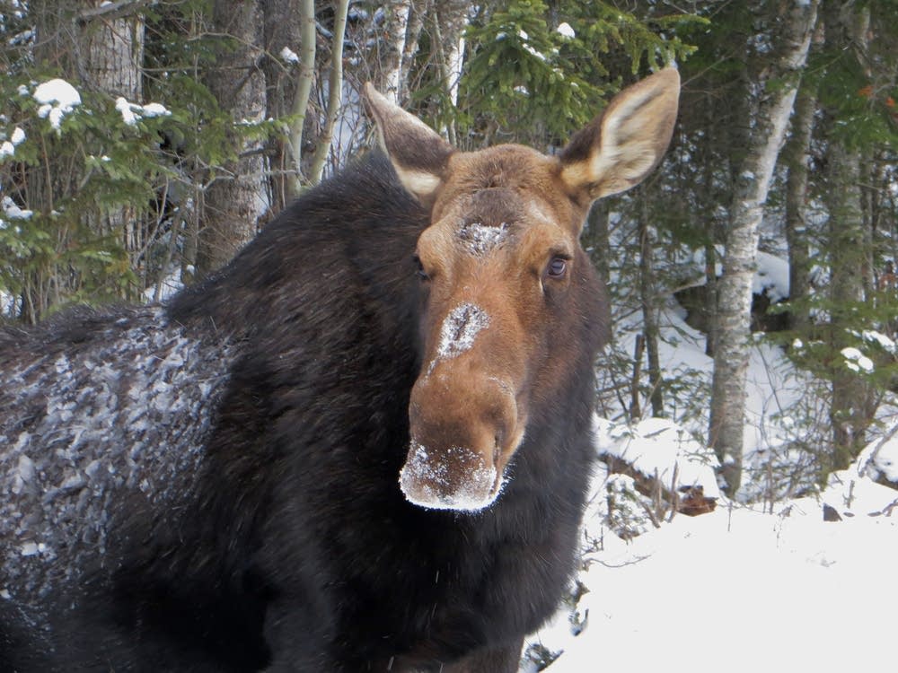 Gunflint Trail moose