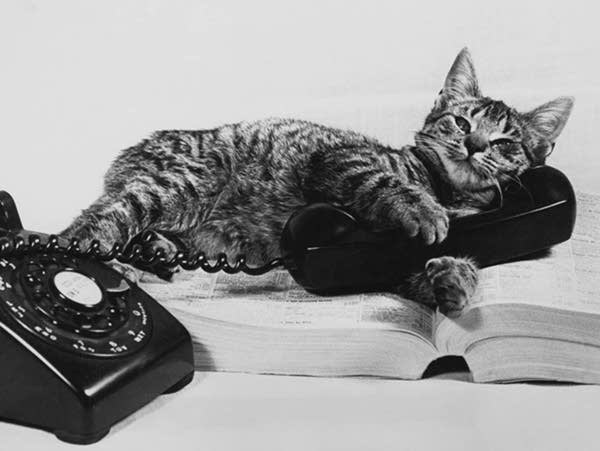 A cat sprawls on the telephone directory with a receiver in its paws, circa 1960.