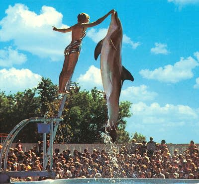 Old photo of person feeding dolphin