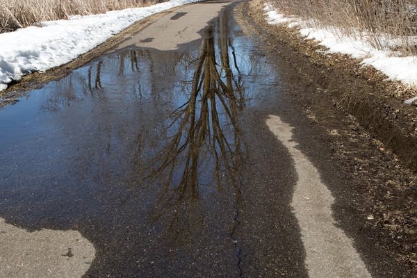 Puddles of melting snow reflect the still-leafless trees.