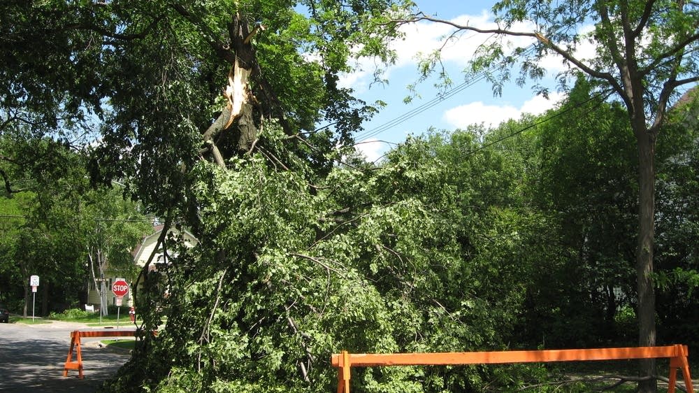 Severe weather downs trees, knocks out power | MPR News