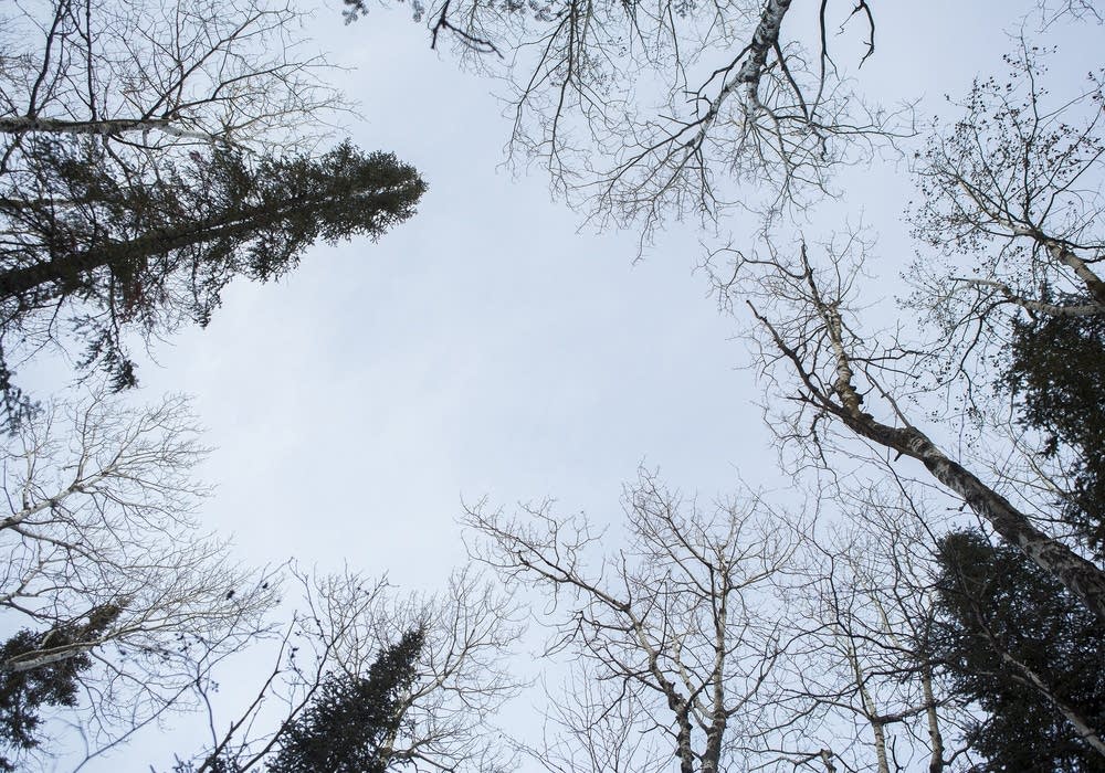 Tree canopy