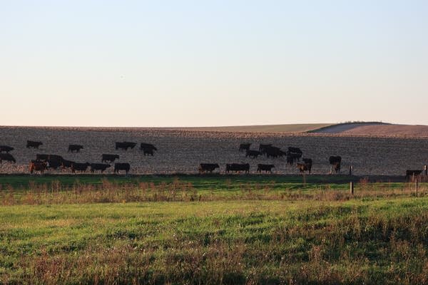 Cattle in a field in the distance.