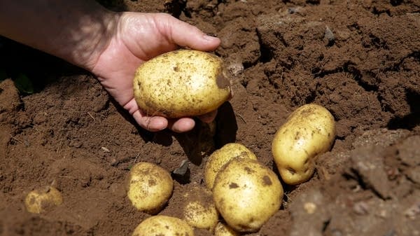 Bob Mattive digs up a small batch of Colomba potatoes on family farmland near Monte Vista, Colorado, on July 29.
