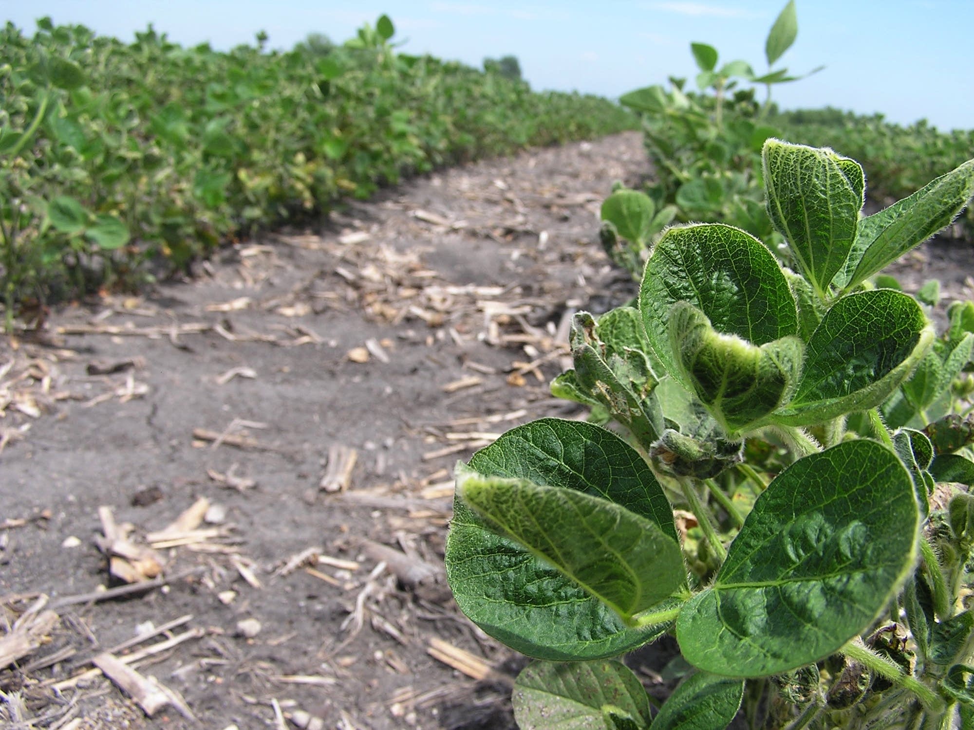 Crop consultants believe dicamba drift caused rounded, cupped leaves.