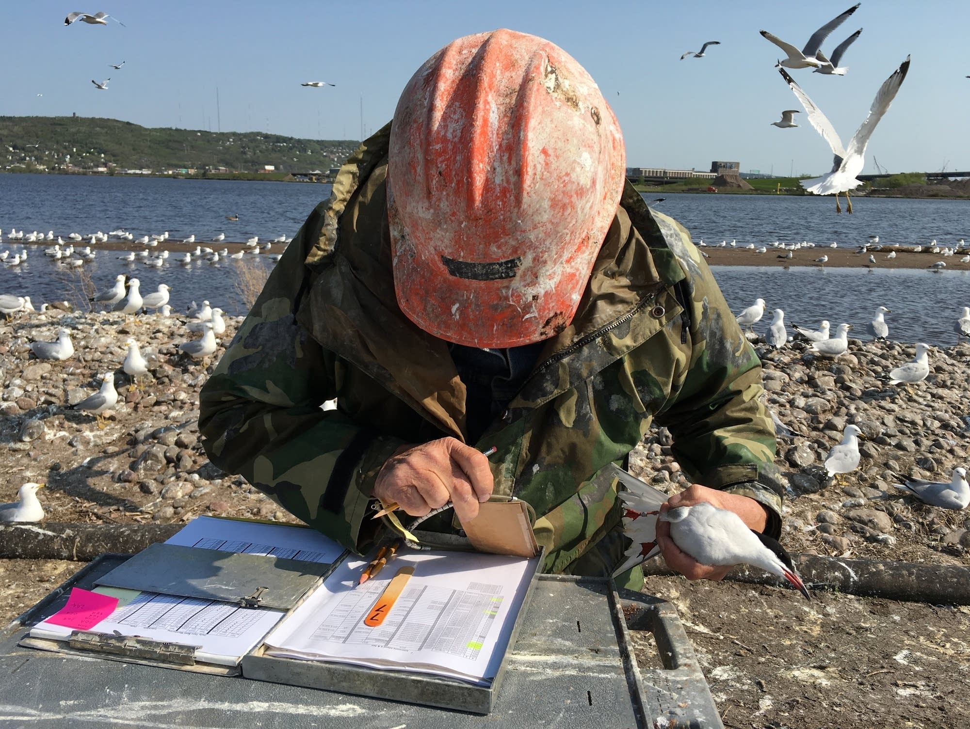 Minnesota DNR volunteer Fred Strand looks up information on a common tern.