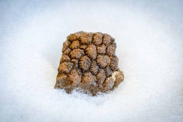 A piece of dinosaur skin