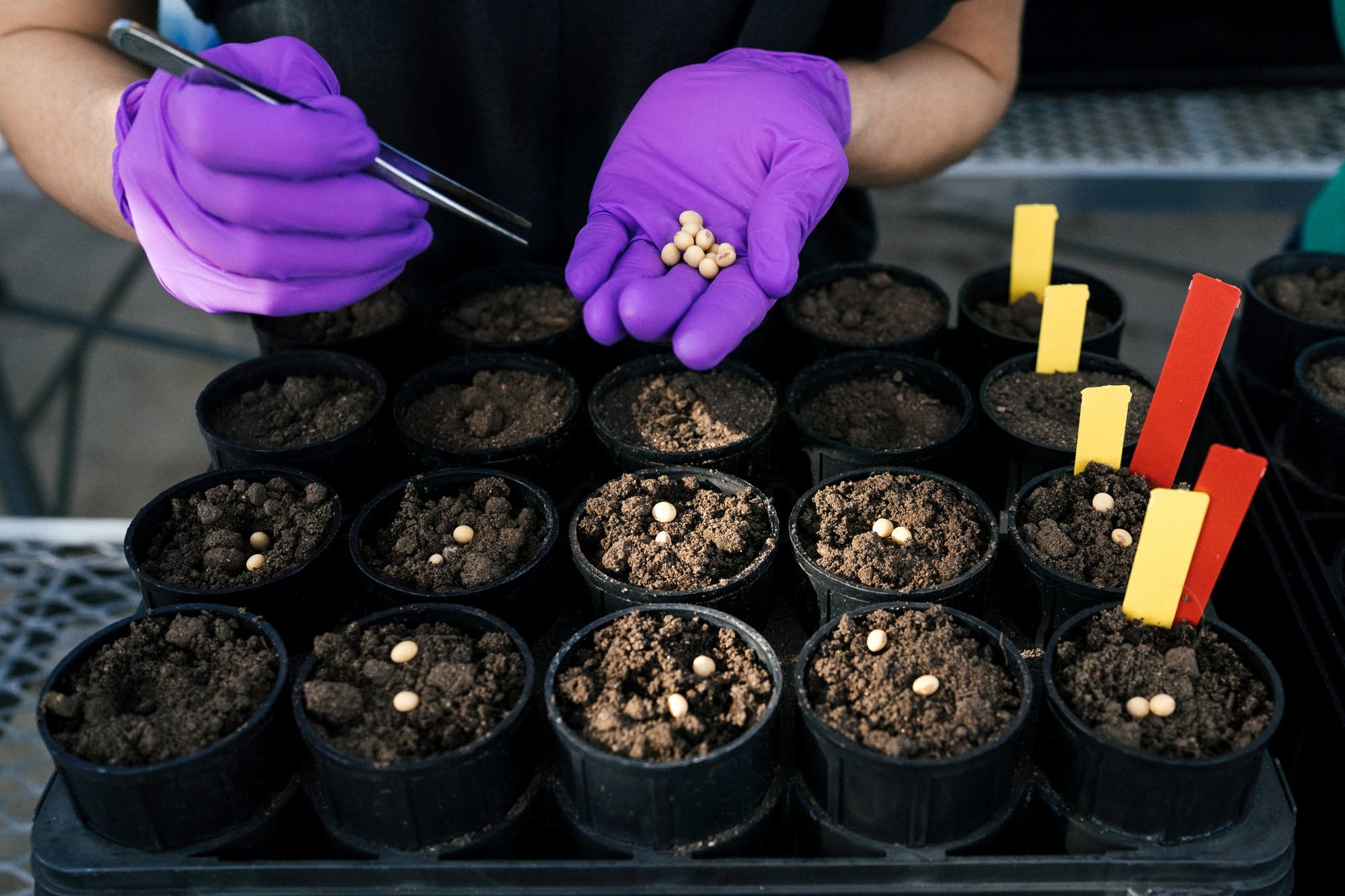 A researcher adds soybean seeds to soil samples.