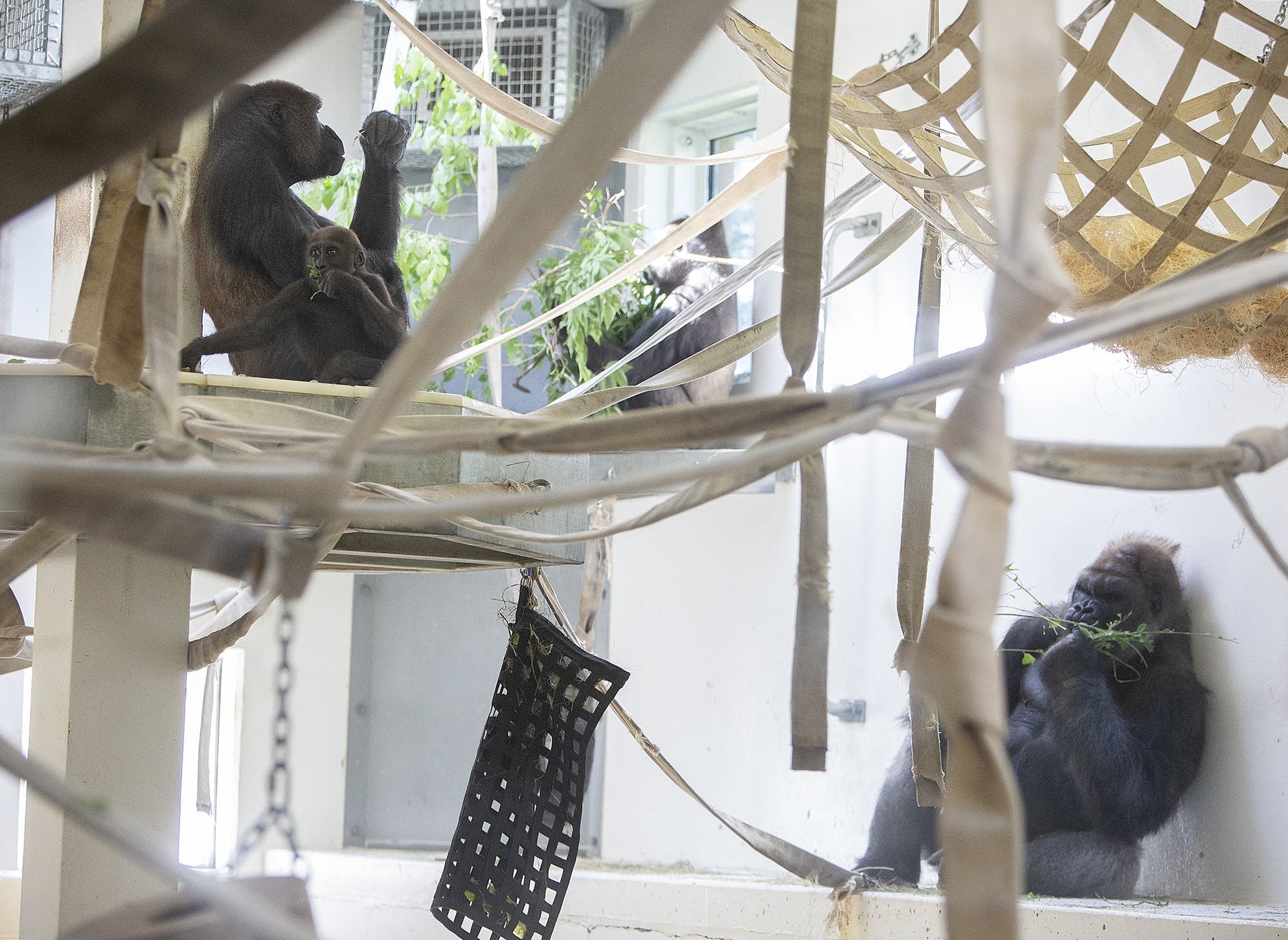 Amid medical mystery, Como Zoo gorillas returning to public view | MPR News, image size:2000x1459