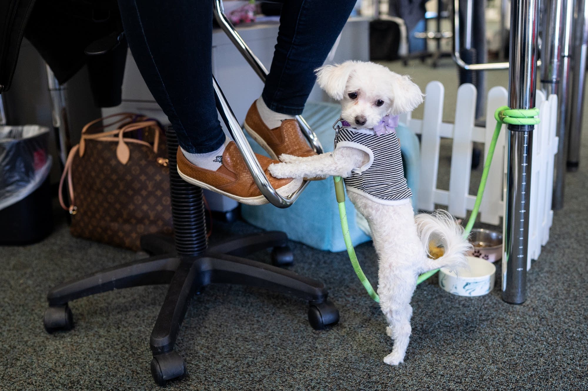 Mindy, who belongs to Sarah Romsaas, hangs out under a desk.