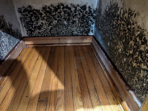 A house is covered in mold