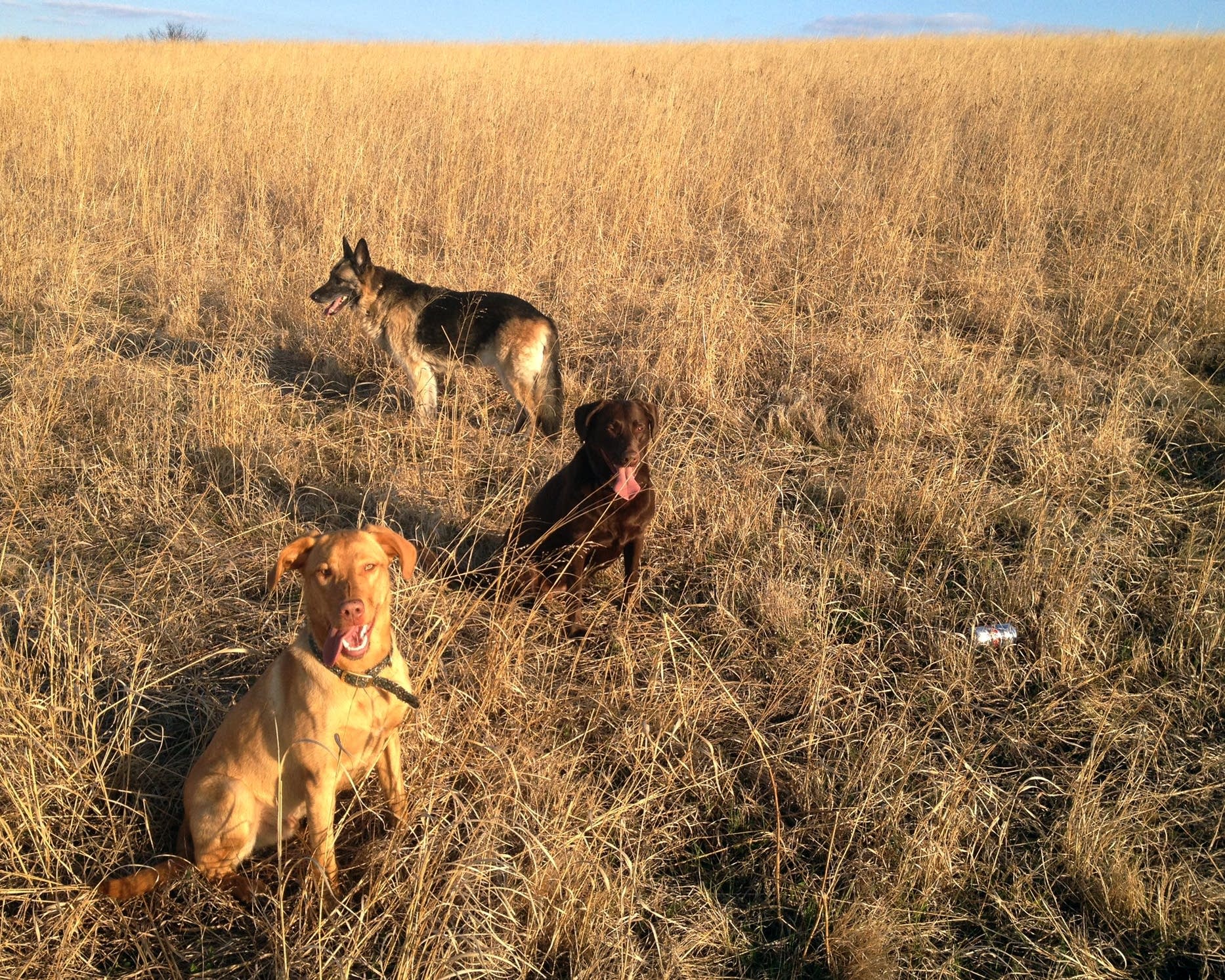 Dawn Stimmler and Jim Anderson's three dogs