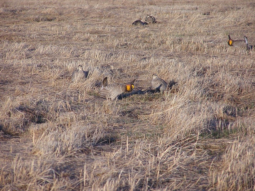 Courtship