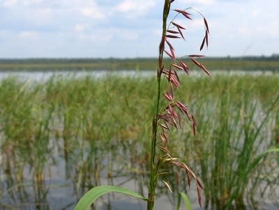 Two Ojibwe tribes say 45-year timeline for Minntac pollution is too long 