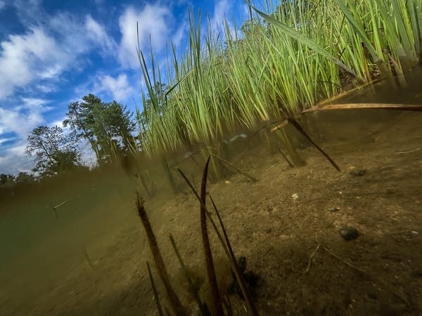 Reeds grow on a lakeshore