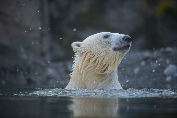 A polar bear's head rises out of the water.