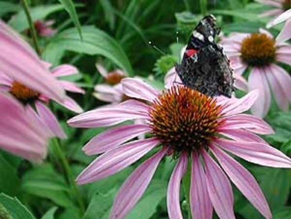 Purple coneflower