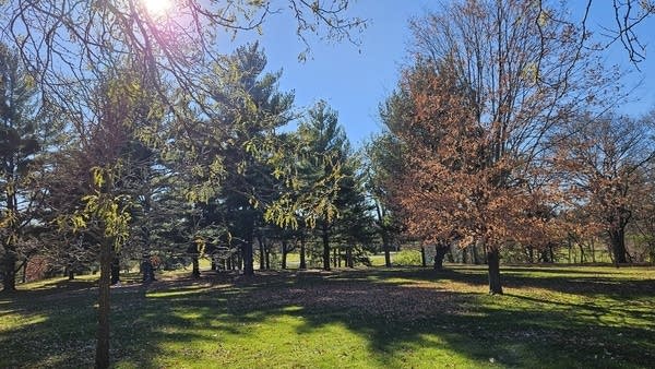 Mild temps Sunday; much colder midweek and beyond