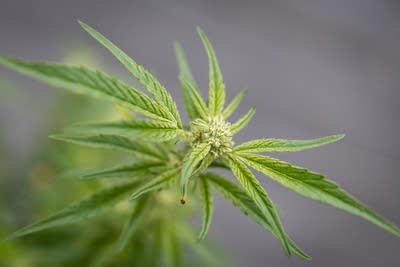 A marijuana plant