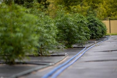 Irrigation lines run to plants