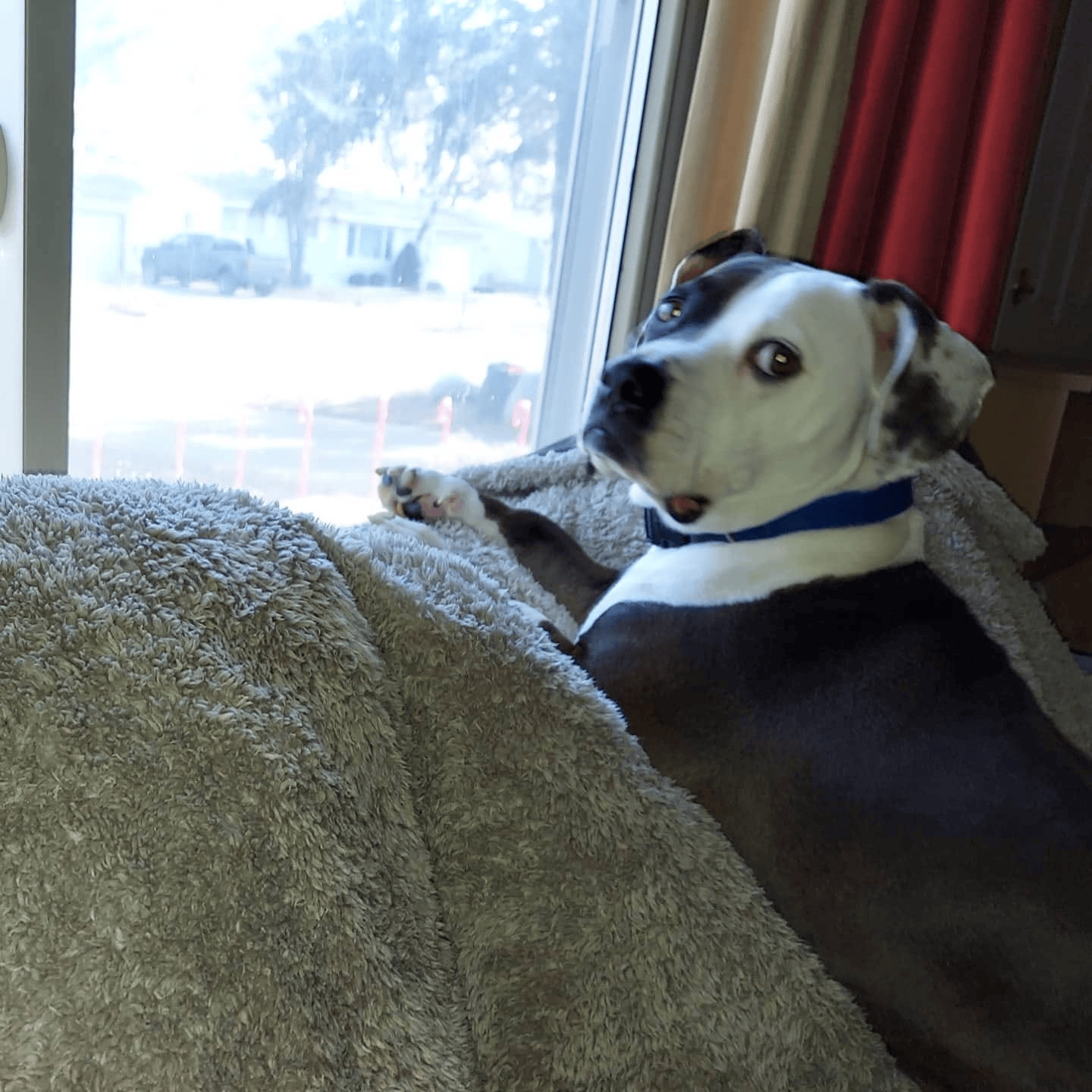 pets of public radio