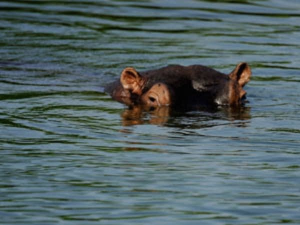 Hippo in Kruger National Park