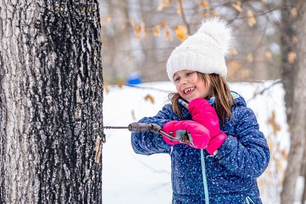 Girl taps maple tree for sap