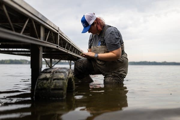 Scientists look for cause of spike in swimmer’s itch plaguing Minnesota lakes