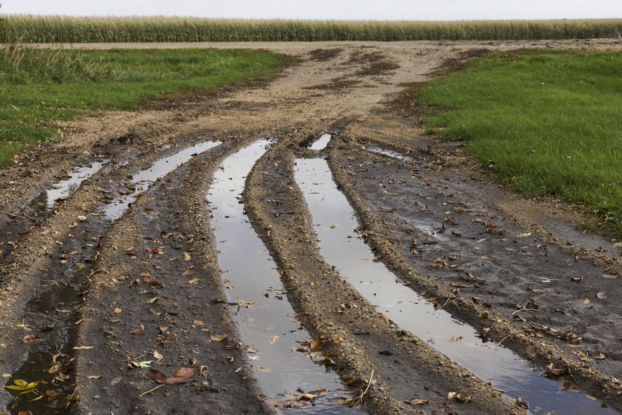Heavy rainfall keeps tractors from entering cornfields in Buffalo Lakes.