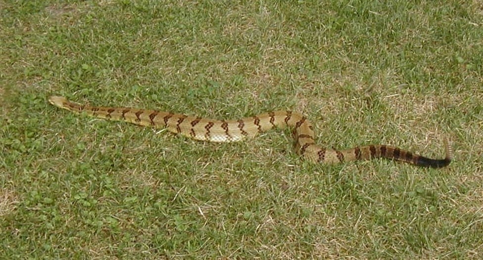 Timber rattlesnake