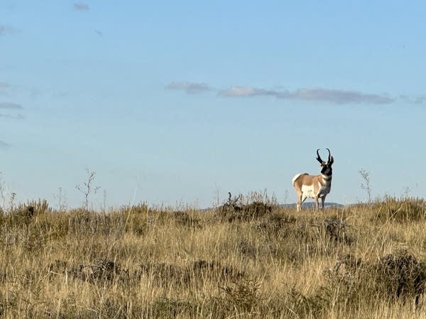A pronghorn standing in sagebrush and grass on a blue sky day.