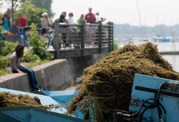 Weeds clog Minnesota lakes earlier this year