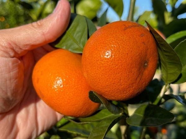 A hand holds two ripe tango mandarin oranges.
