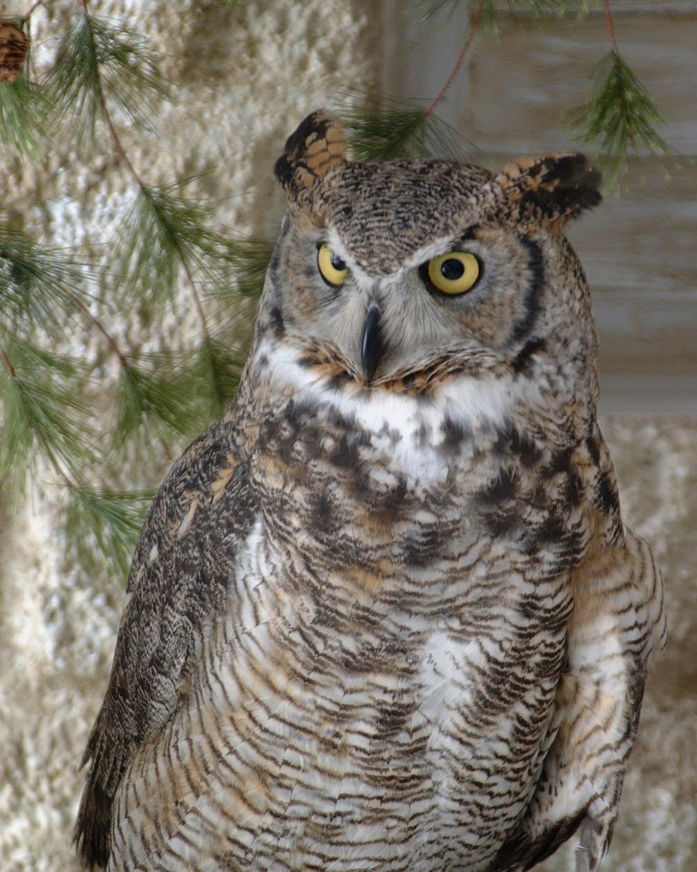 What's that sound? Great horned owls are making noise in the Twin