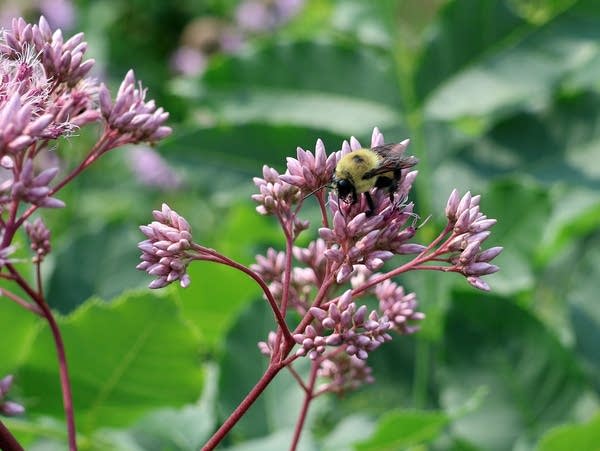 a bee sits on a flower 