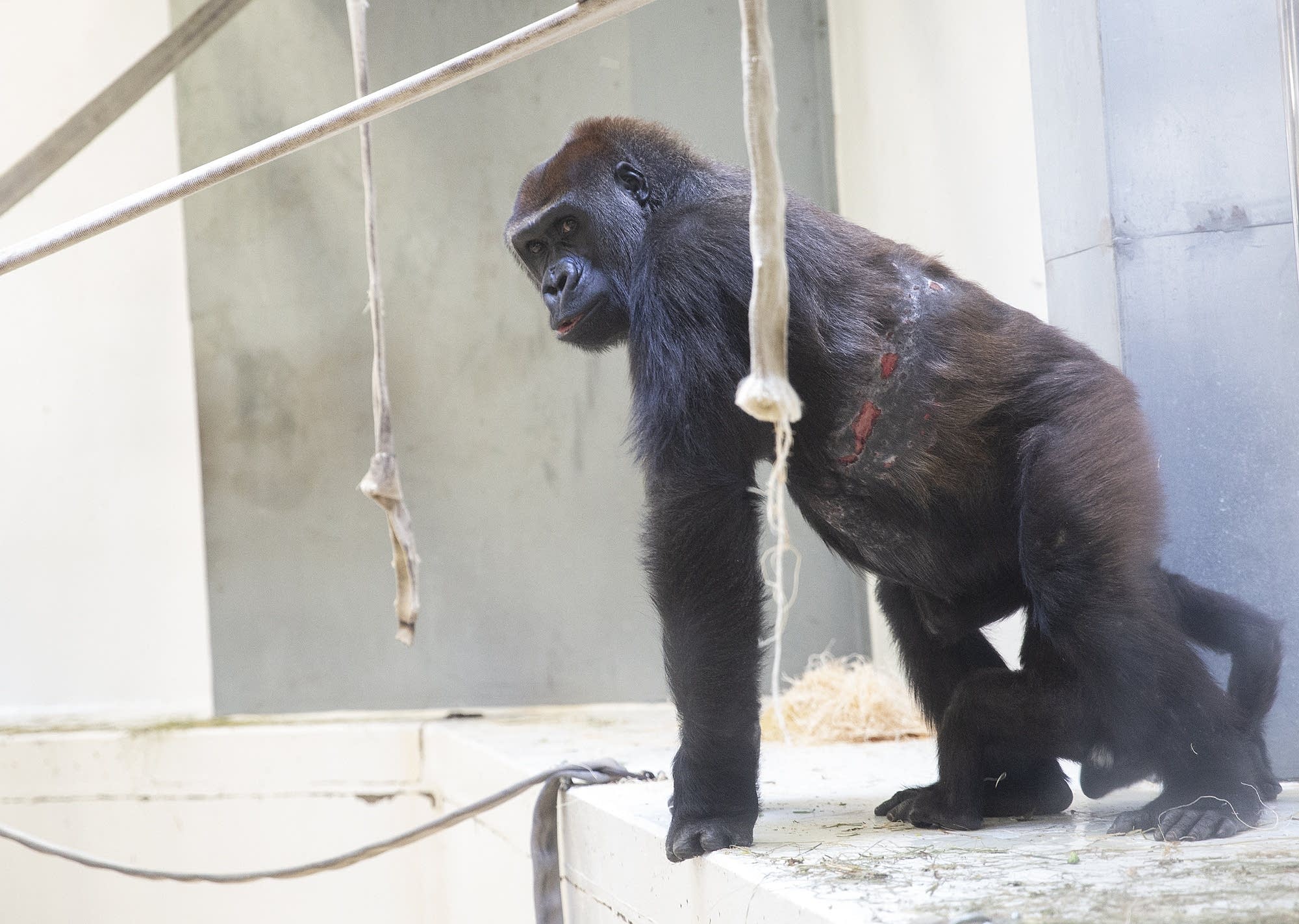 Amid medical mystery, Como Zoo gorillas returning to public view MPR News