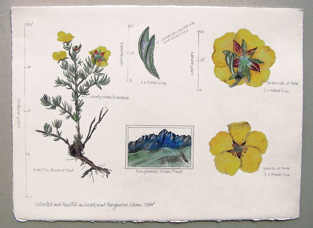 Botanical painting
