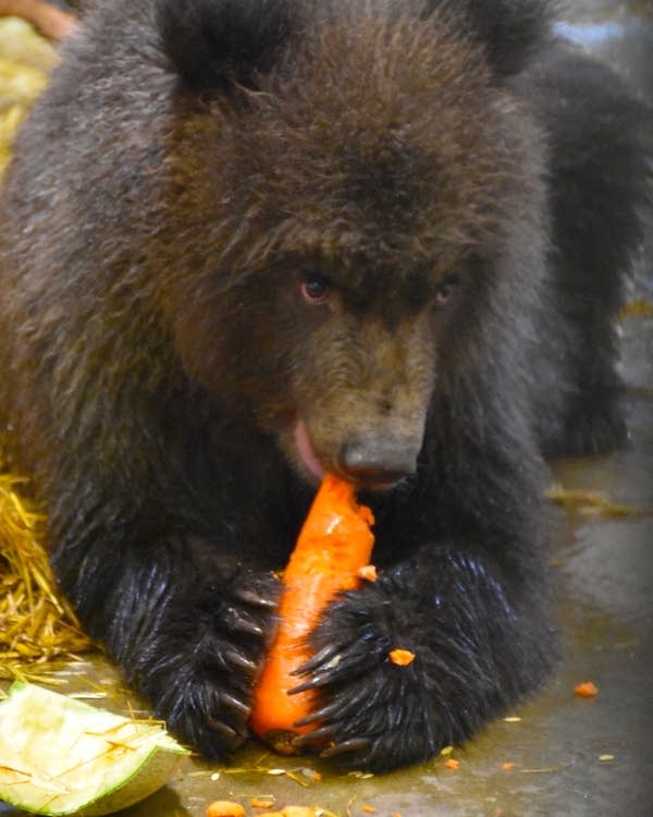 A bear cub eats a carrot