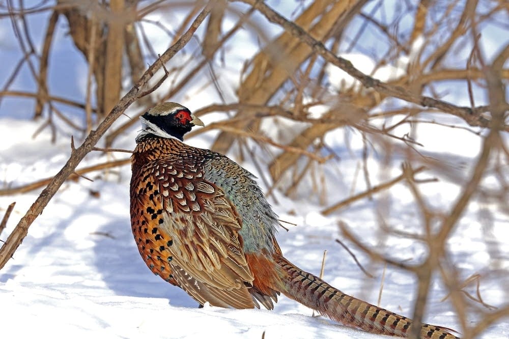 For hunters and habitat, DNR renews efforts to reverse pheasant decline