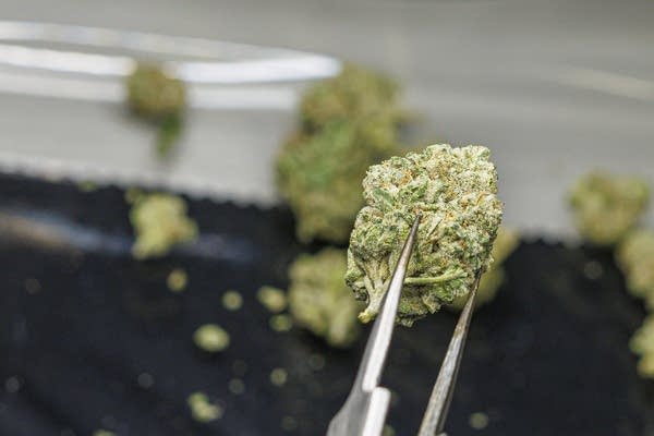 Recreational Cannabis Testing Facilities