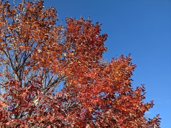 Fall colors Wx Lab
