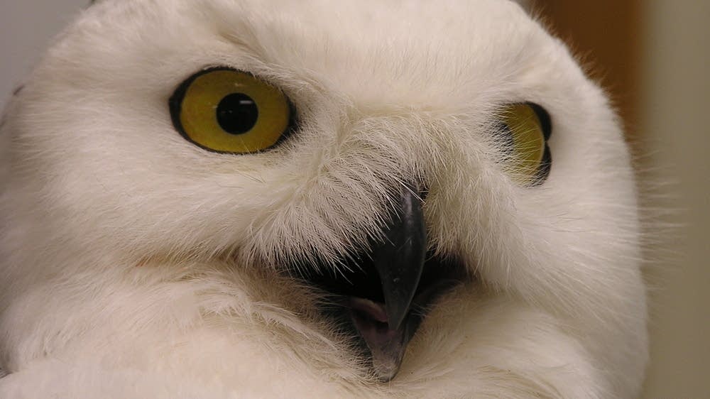 Raptor Center busy with snowy owls