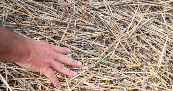 Close up of a hand in dry hay