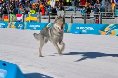 Milan Cortina Olympics Cross Country
